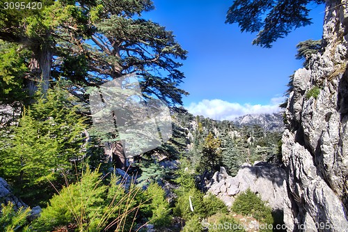 Image of soothing mountain summer wonderful view