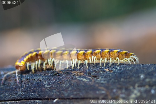 Image of insect move centipede macro tropical bug