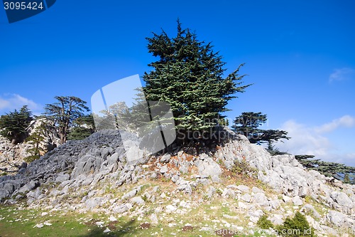 Image of soothing mountain summer wonderful view