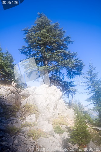 Image of light bright colorful view of the rocks and pines