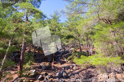 Image of wild natural hillside and pine forest