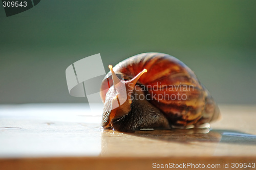 Image of A brown color snail