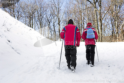 Image of Walking in the snow forest