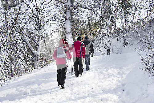 Image of Walking on the snow forest