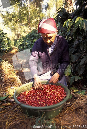 Image of LATIN AMERICA GUATEMALA COFFEE