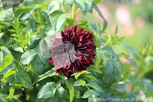 Image of multicolored flowers 