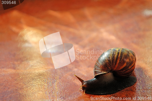 Image of Snail over orange tile