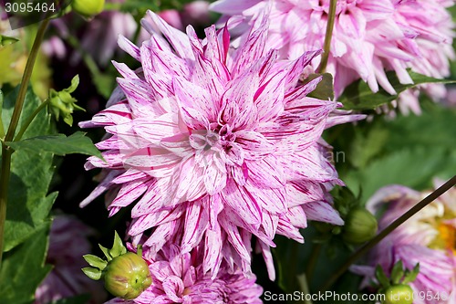 Image of multicolored flowers 