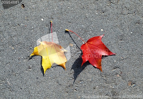 Image of colorful leaves 