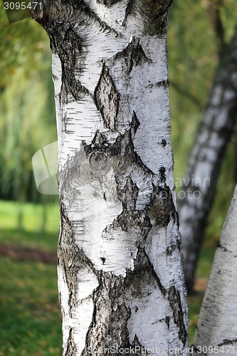 Image of Birch tree 