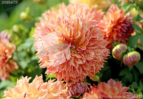 Image of multicolored flowers 