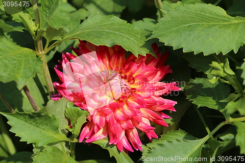 Image of multicolored flowers 