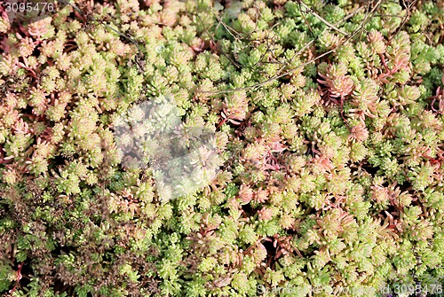 Image of Beautiful plants 