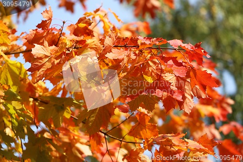 Image of colorful leaves 
