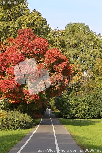 Image of colorful leaves 