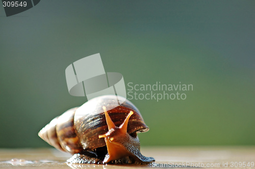 Image of A brown color snail