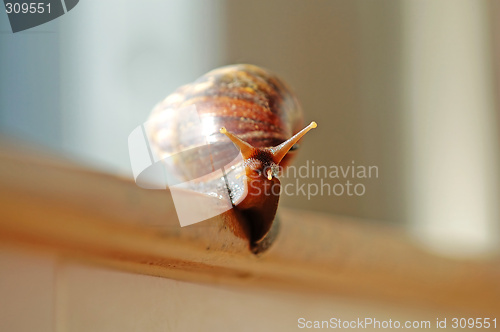 Image of A slithered snail