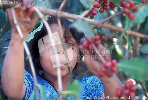 Image of LATIN AMERICA GUATEMALA COFFEE