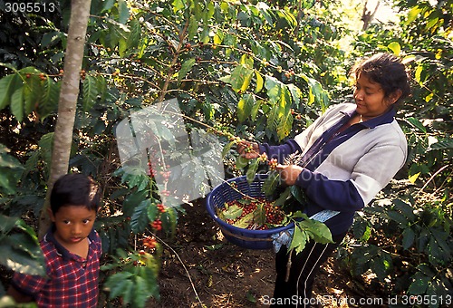 Image of LATIN AMERICA GUATEMALA COFFEE