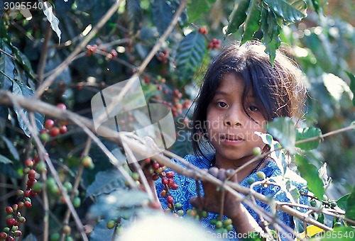 Image of LATIN AMERICA GUATEMALA COFFEE