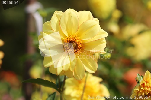 Image of multicolored flowers 