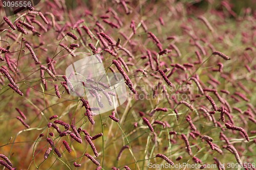 Image of Beautiful plants 