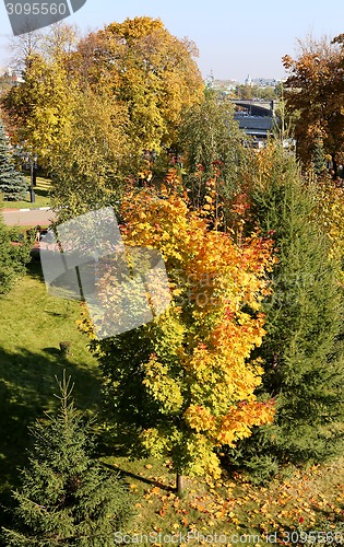 Image of colorful leaves 