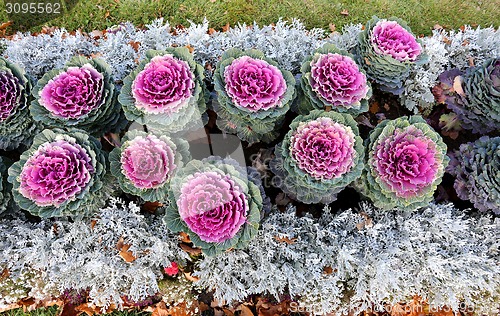 Image of multicolored flowers 