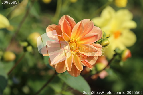 Image of multicolored flowers 