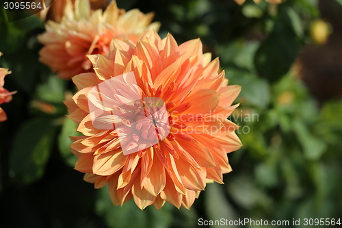 Image of multicolored flowers 