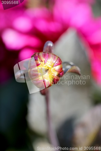 Image of multicolored flowers 