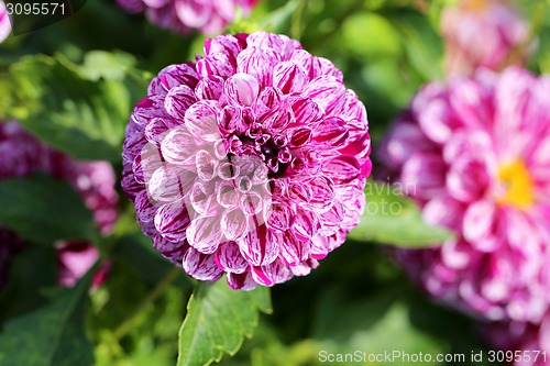 Image of multicolored flowers 