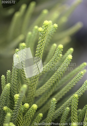 Image of Beautiful plants 