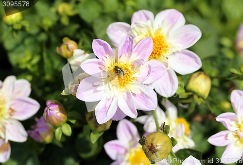 Image of multicolored flowers 