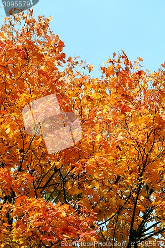 Image of colorful leaves 