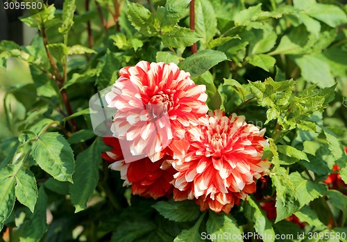 Image of multicolored flowers 