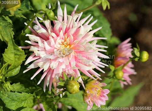 Image of multicolored flowers 