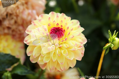 Image of multicolored flowers 
