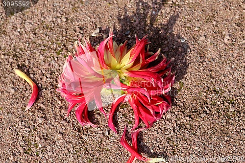 Image of multicolored flowers 
