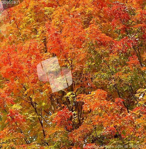 Image of colorful leaves 