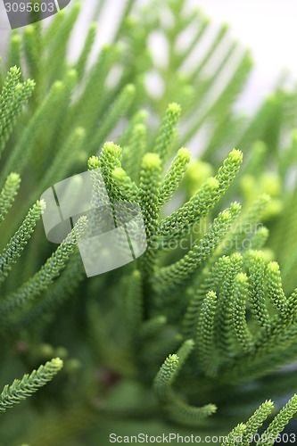 Image of Beautiful plants 
