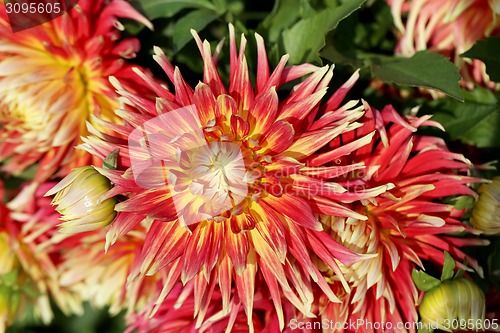 Image of multicolored flowers 