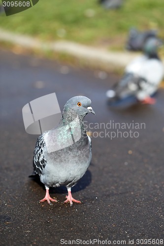 Image of wild pigeon 