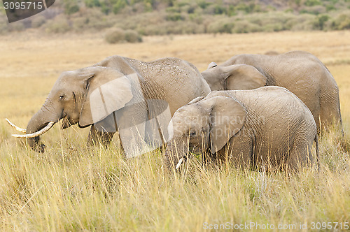 Image of  Herd of African Bush Elephants