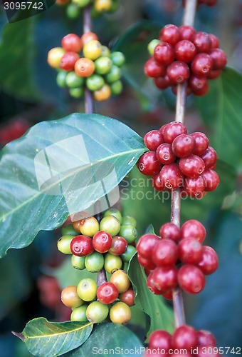 Image of LATIN AMERICA GUATEMALA COFFEE