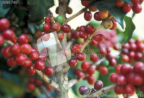 Image of LATIN AMERICA GUATEMALA COFFEE