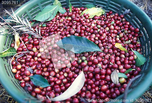 Image of LATIN AMERICA GUATEMALA COFFEE