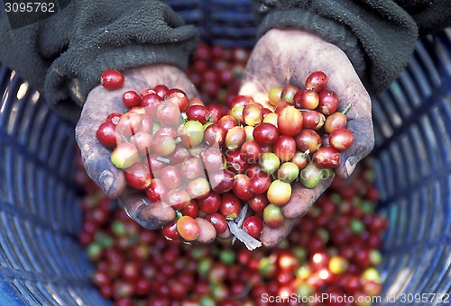 Image of LATIN AMERICA GUATEMALA COFFEE