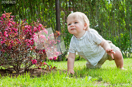Image of Baby boy sitting near pink bush