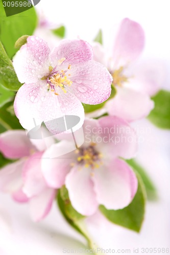 Image of apple flowers branch 